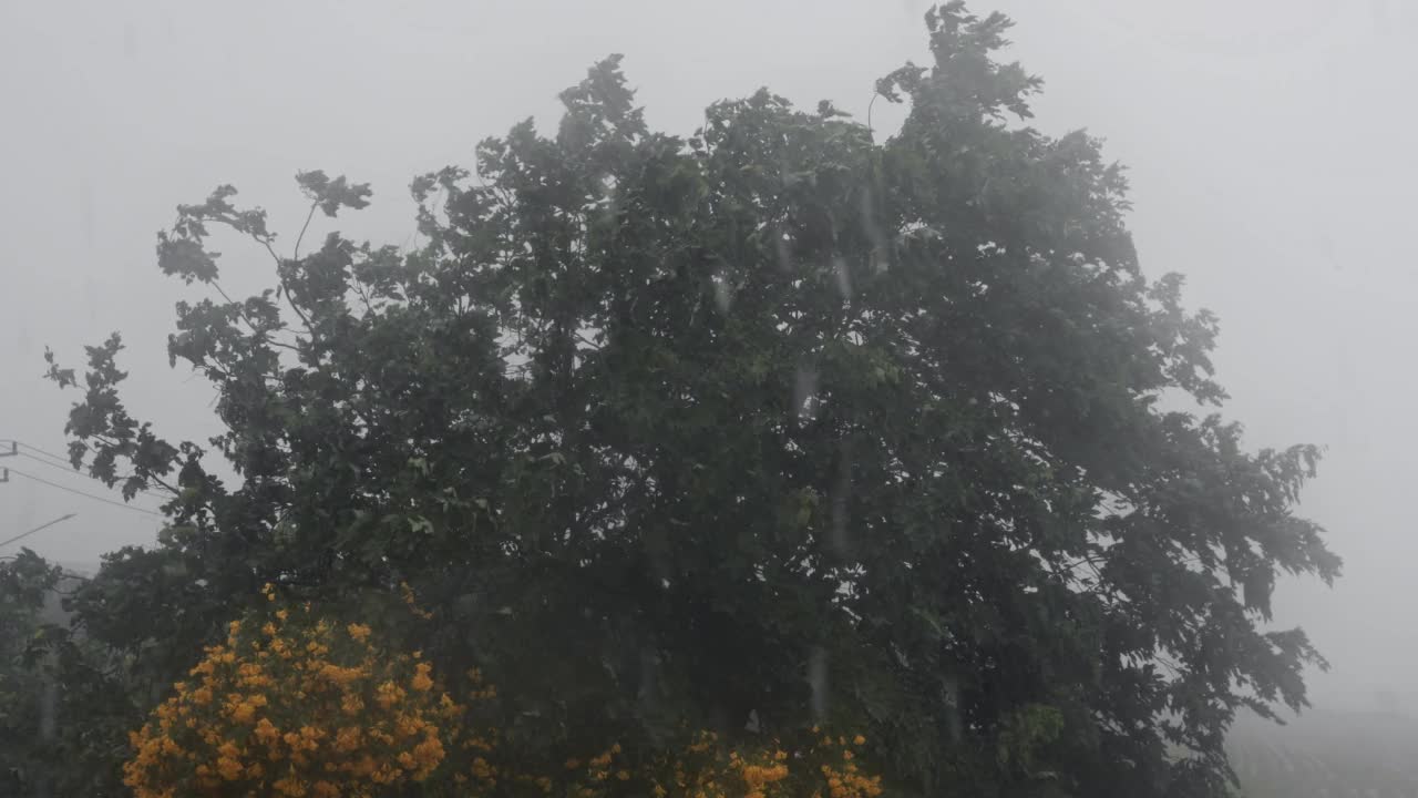 雨季的大雨是热带雨林。视频素材