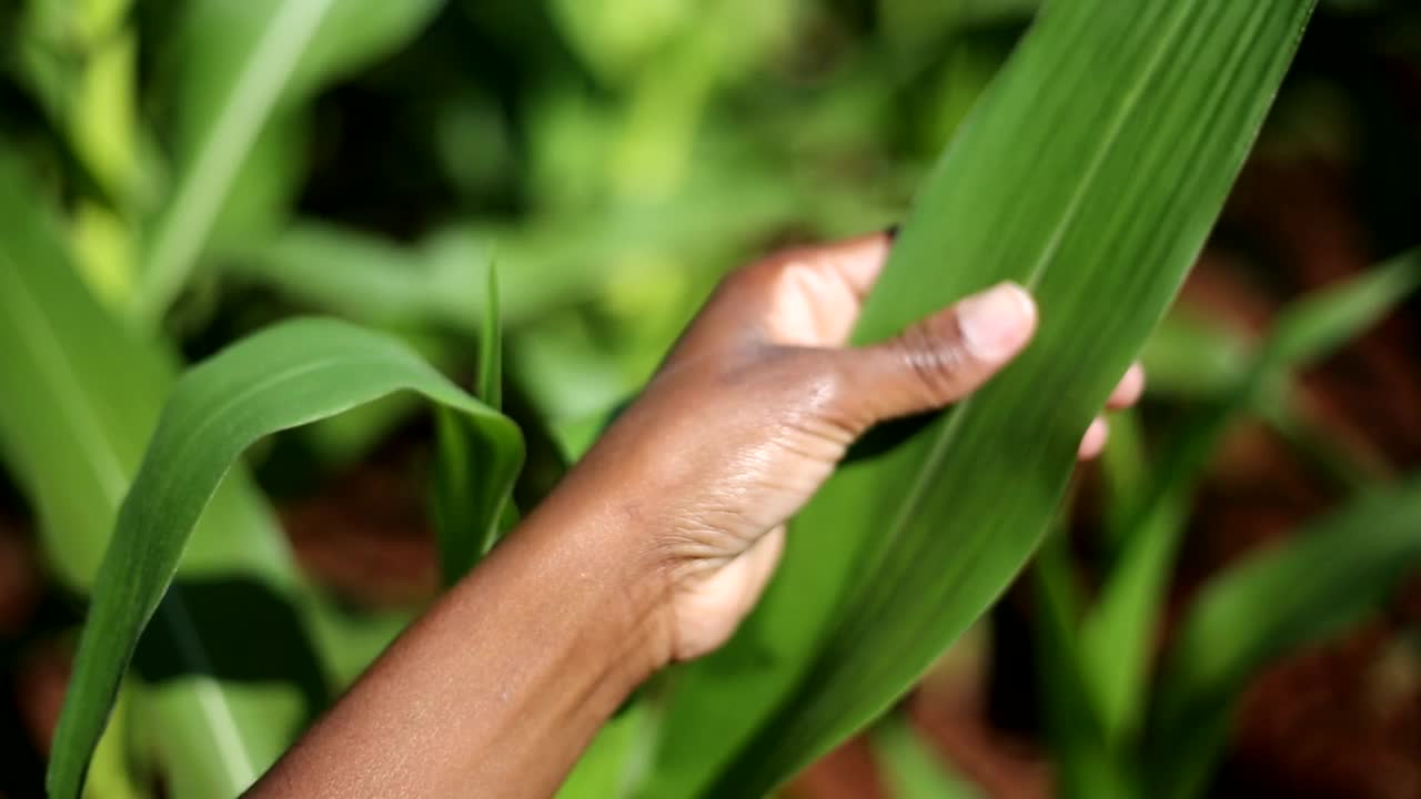 黑人妇女在种植园里手工分析玉米叶子视频素材