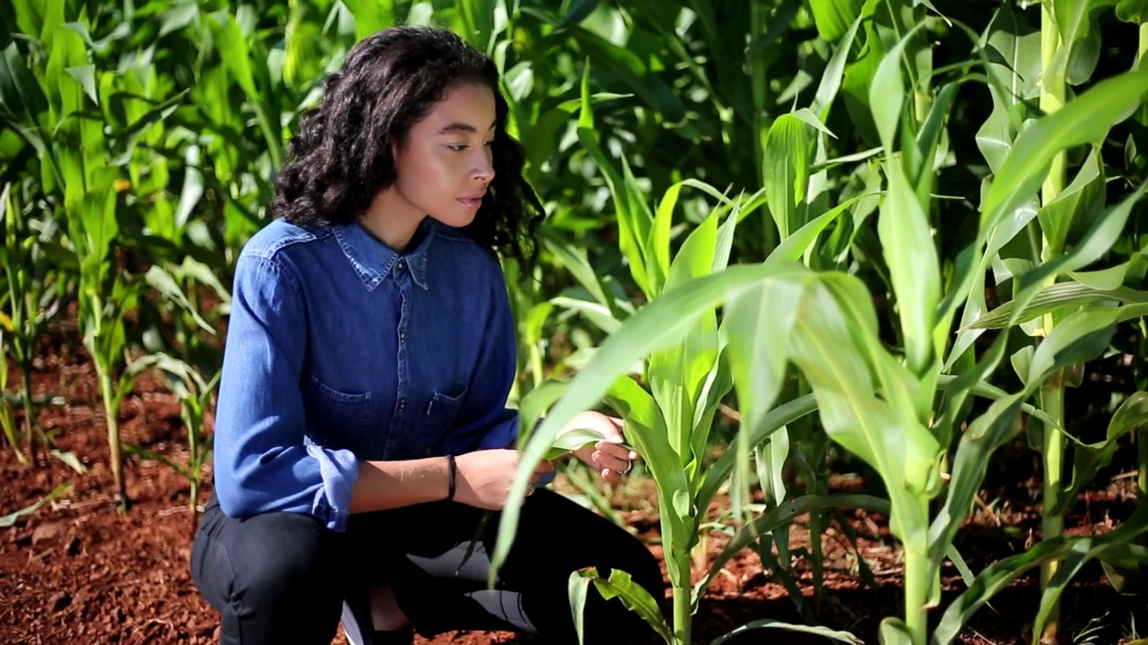 黑人女性农学家在种植园分析玉米叶片视频素材