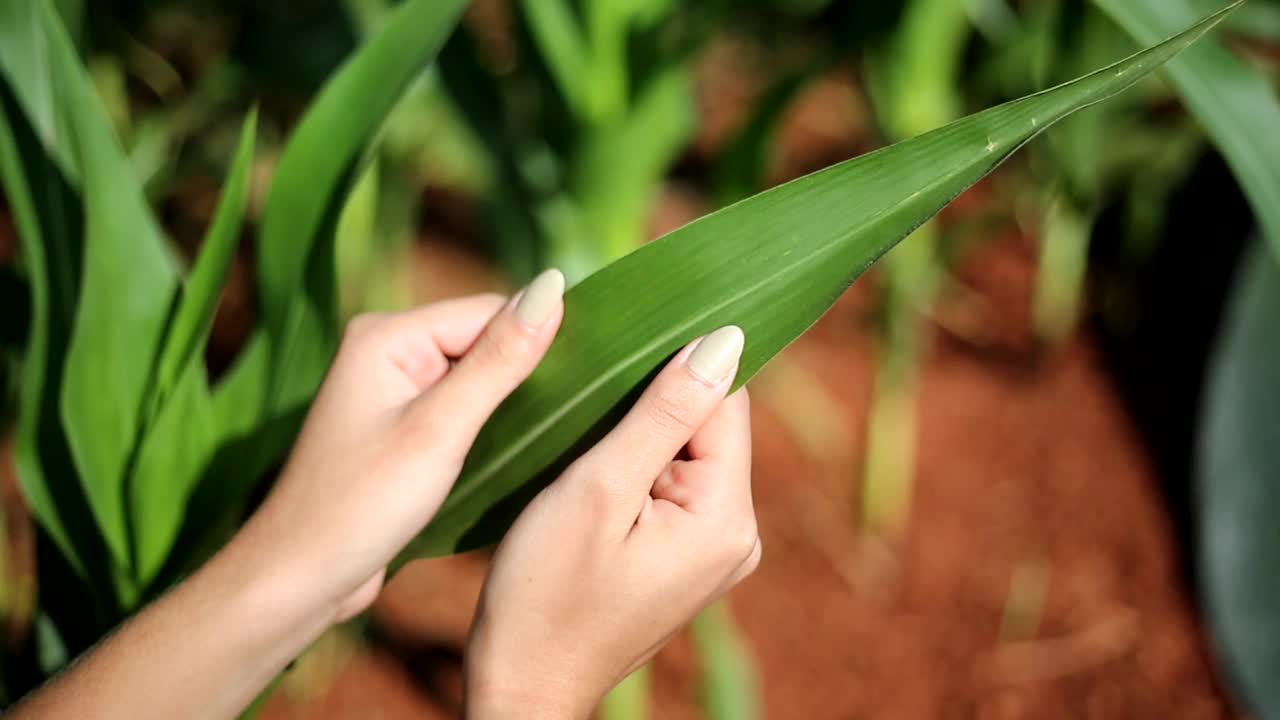 黑人妇女在种植园里手工分析玉米叶子视频素材