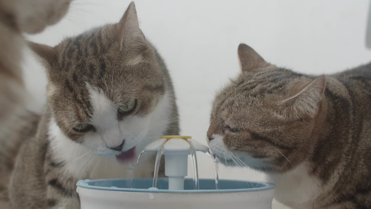 从宠物饮水器里喝水的猫。视频素材