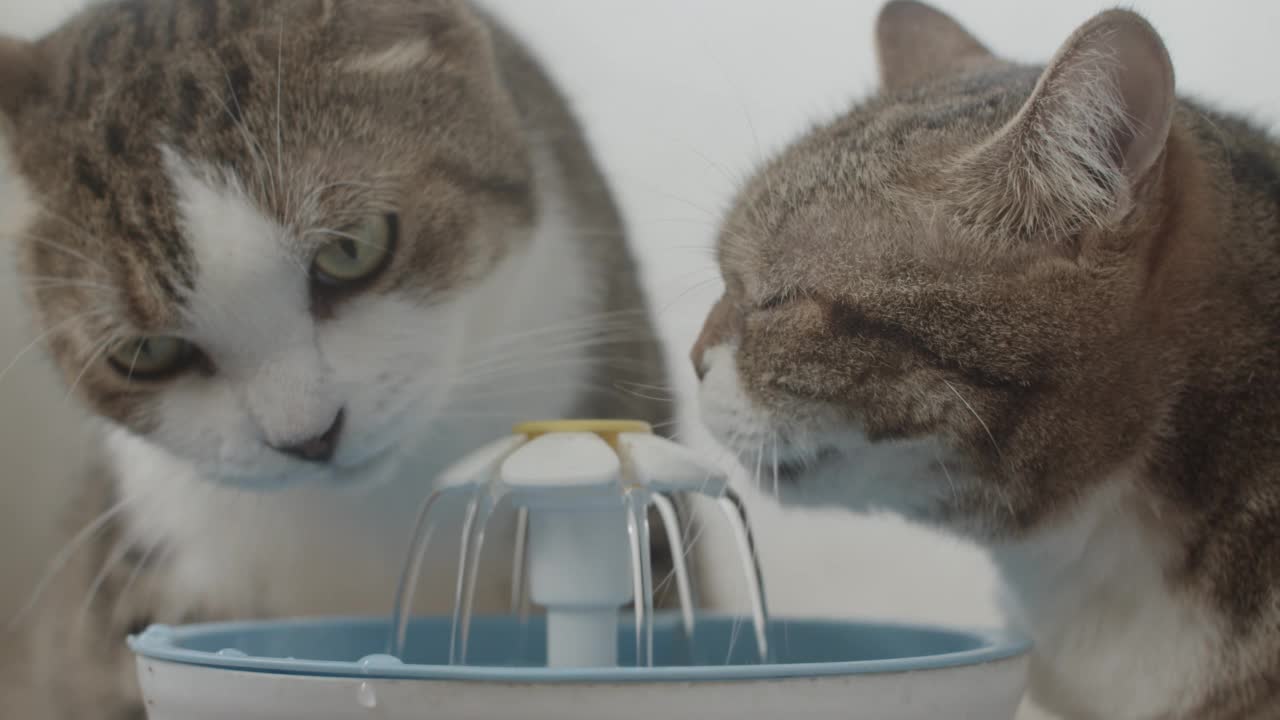 从宠物饮水器里喝水的猫。视频素材