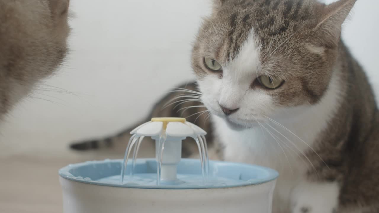 从宠物饮水器里喝水的猫。视频素材