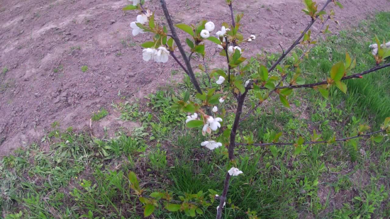 在春天的花园里，开花的小树视频素材