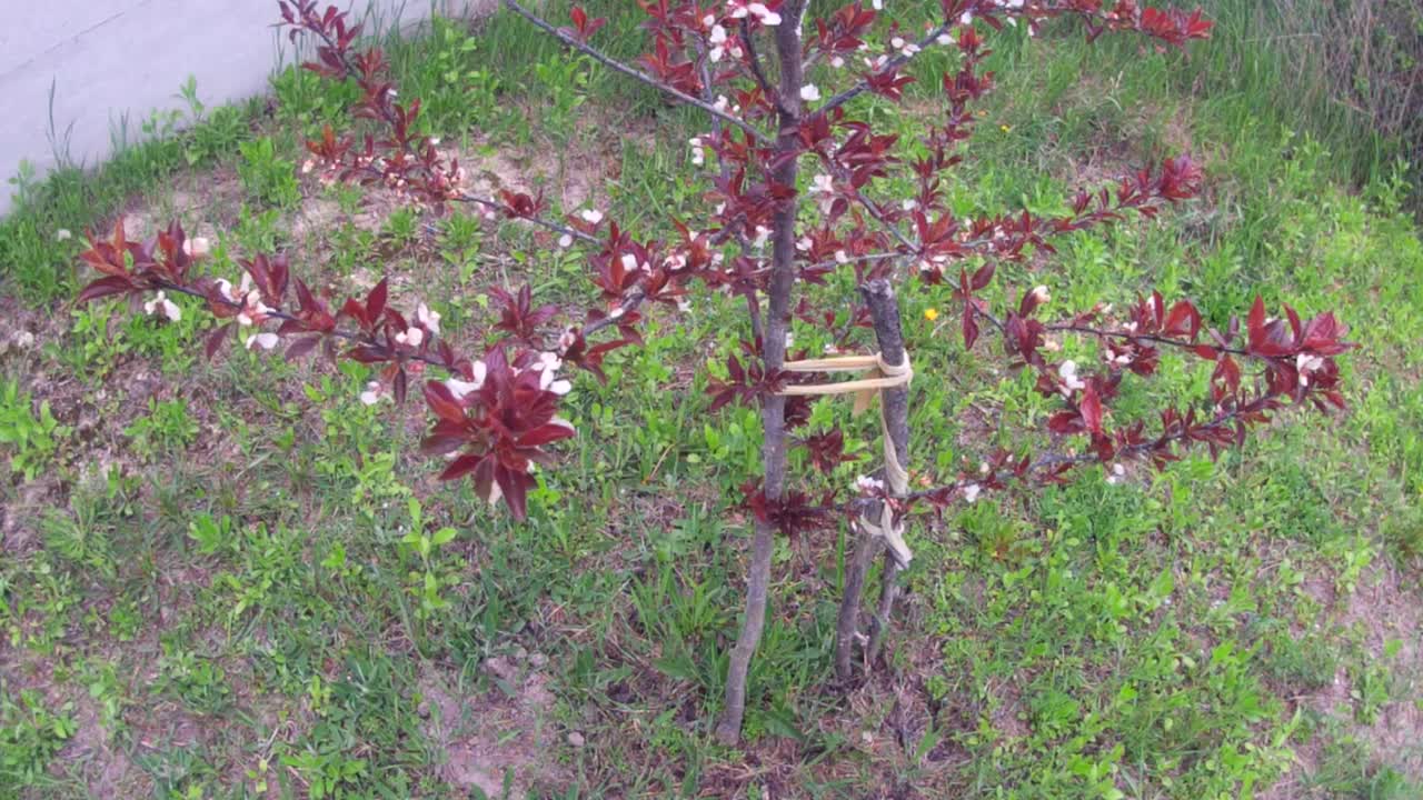 在春天的花园里，开花的小树视频素材