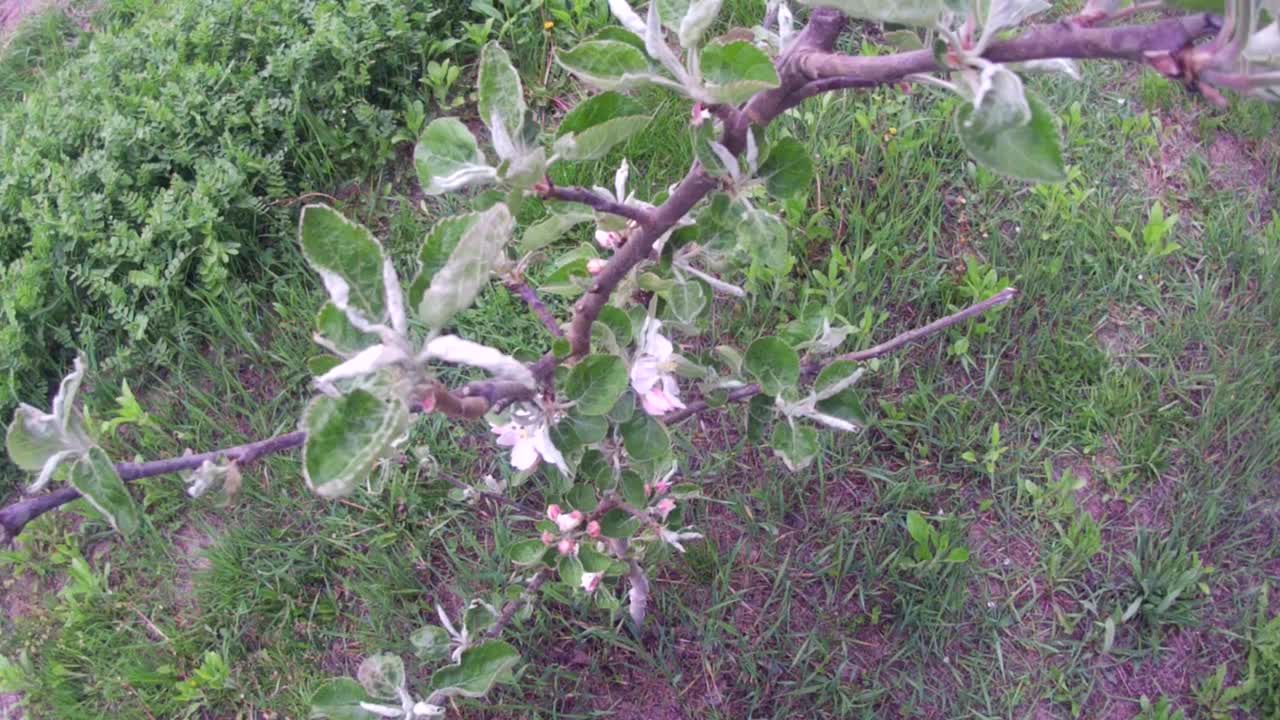 在春天的花园里，开花的小树视频素材