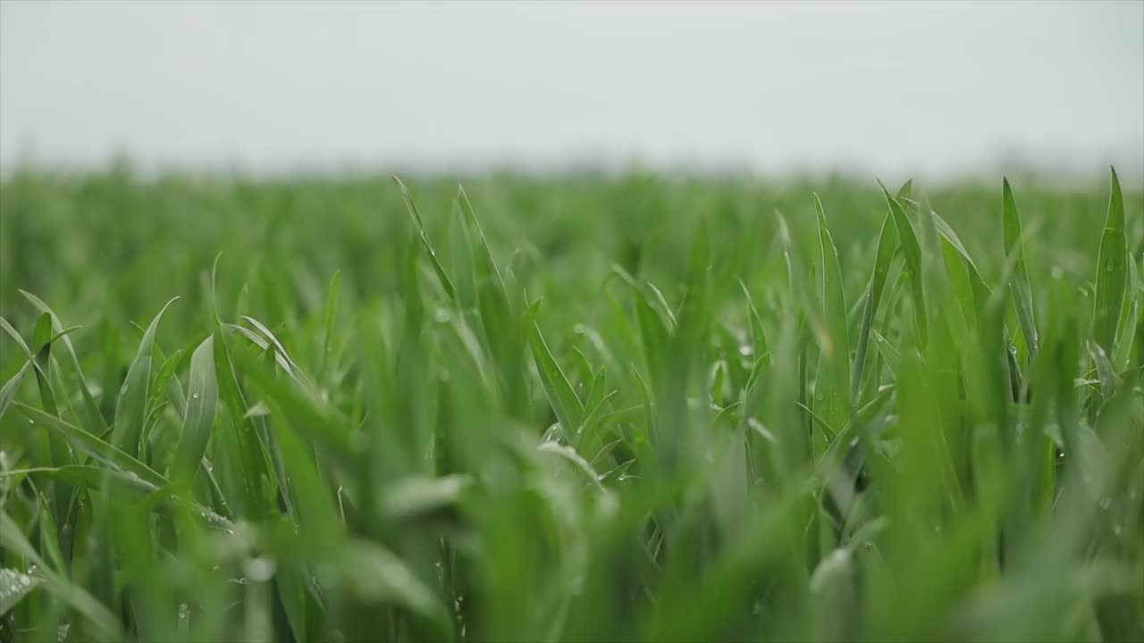 雨点中嫩绿的小麦视频下载