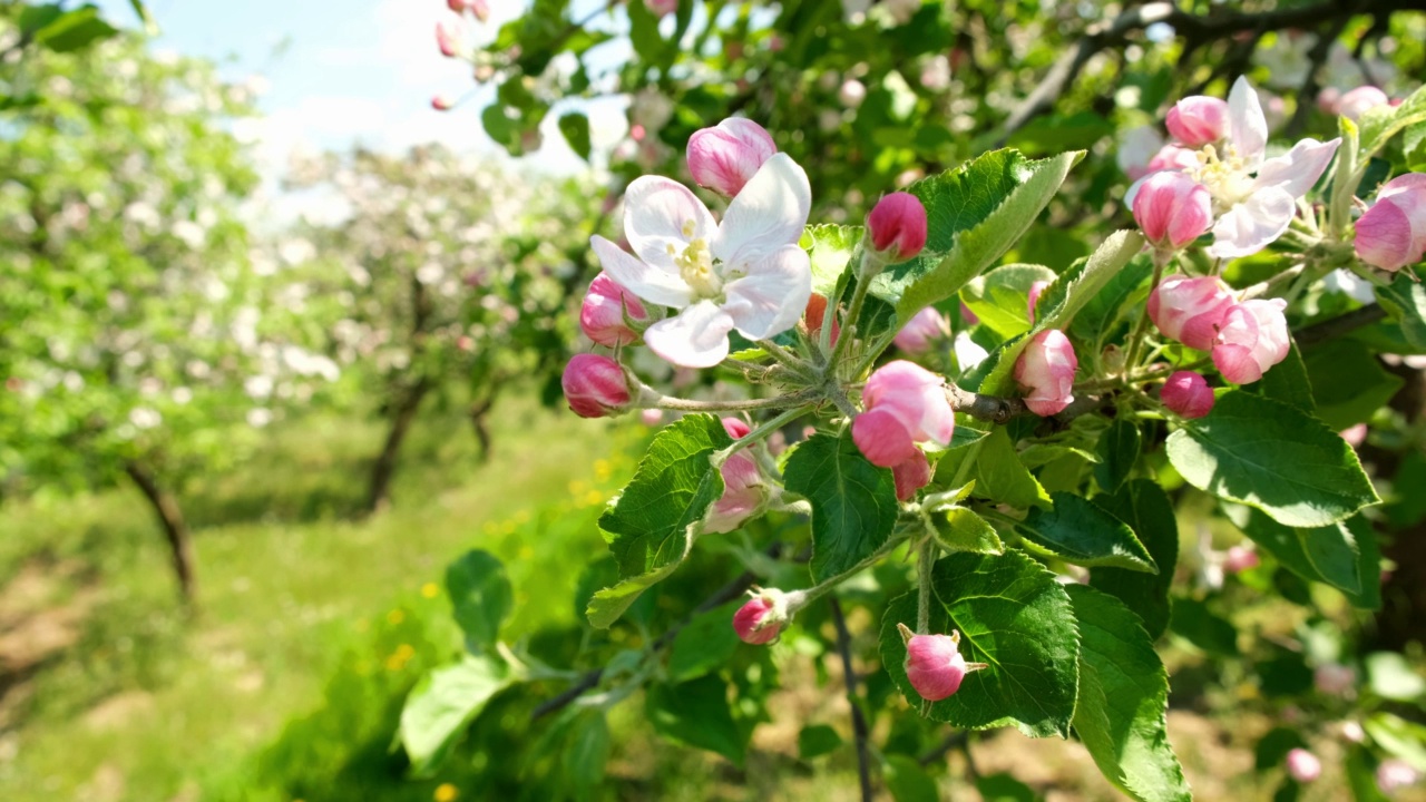 苹果花树视频素材