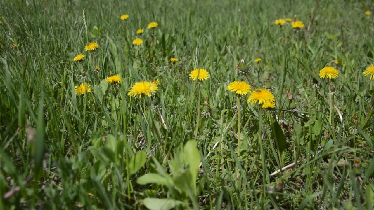 春天花园里的花在风中摇曳视频素材