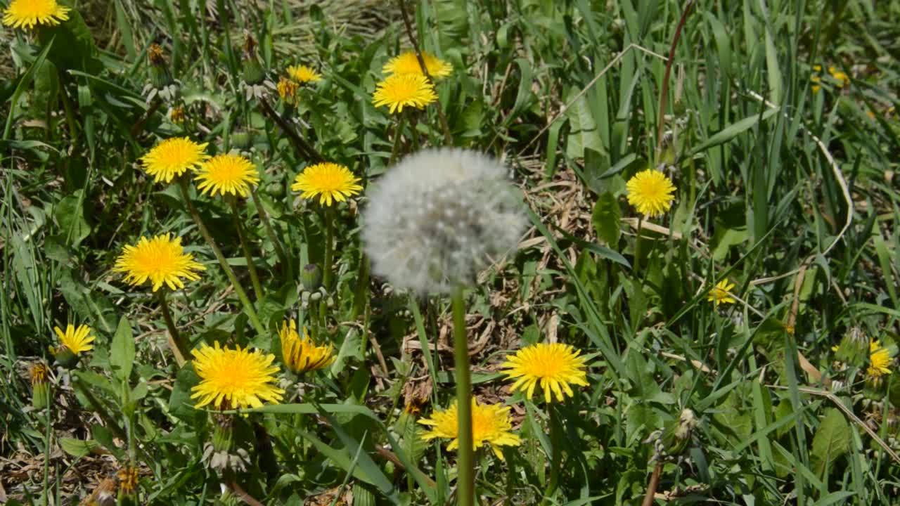 春天花园里的花在风中摇曳视频素材