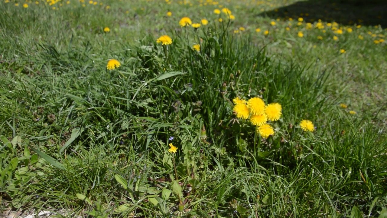 春天花园里的花在风中摇曳视频素材