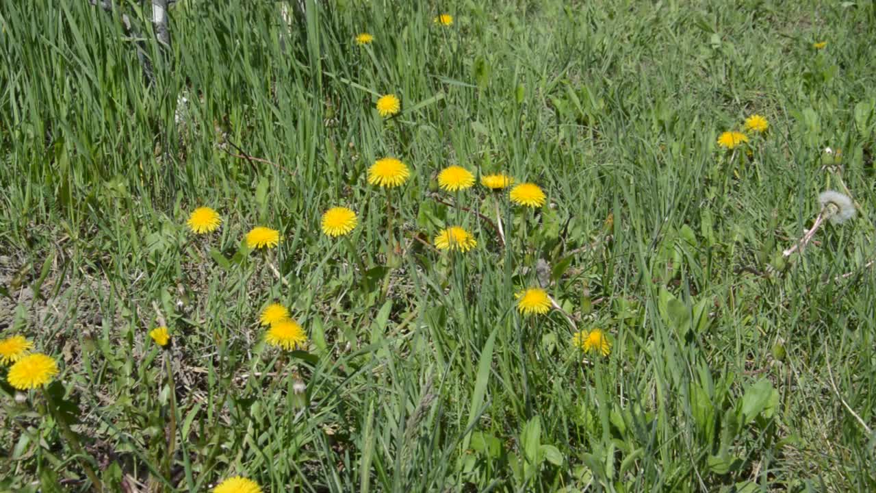 春天花园里的花在风中摇曳视频素材