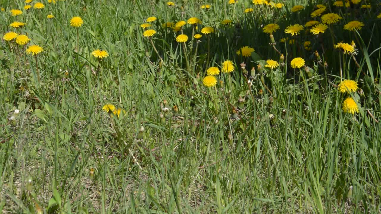 春天花园里的花在风中摇曳视频素材