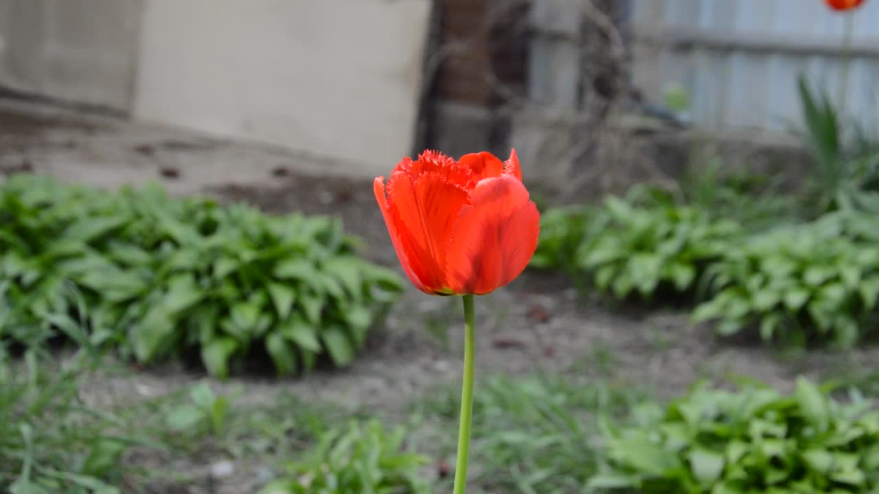 春天花园里的花在风中摇曳视频素材