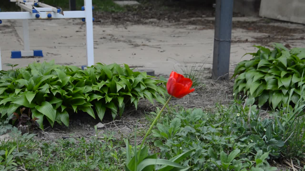 春天花园里的花在风中摇曳视频素材