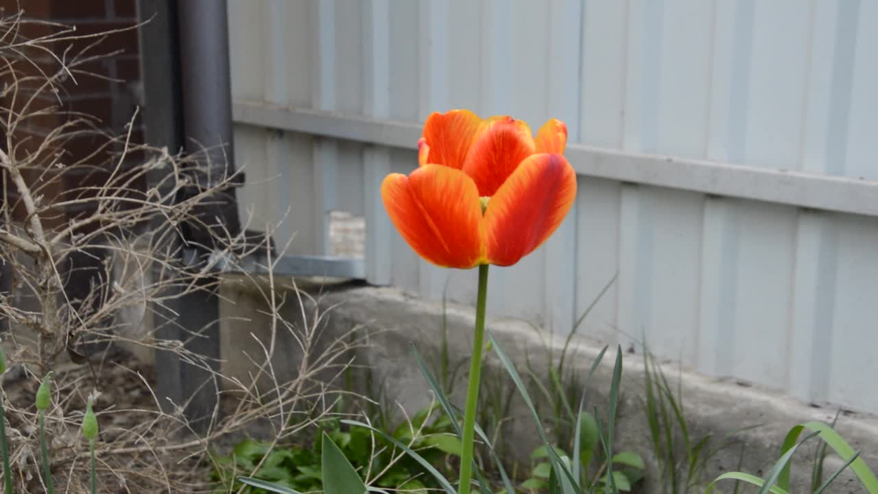 春天花园里的花在风中摇曳视频素材