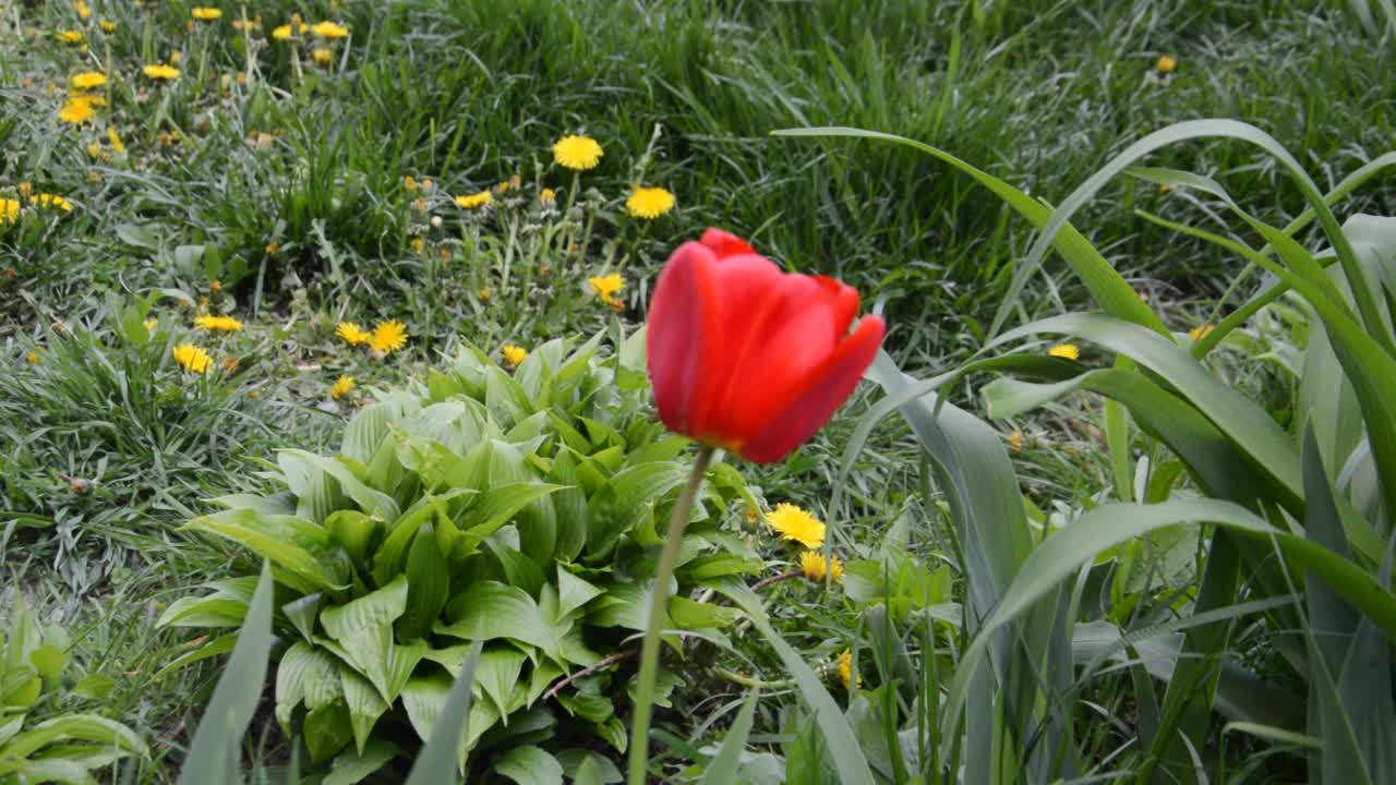 春天花园里的花在风中摇曳视频素材