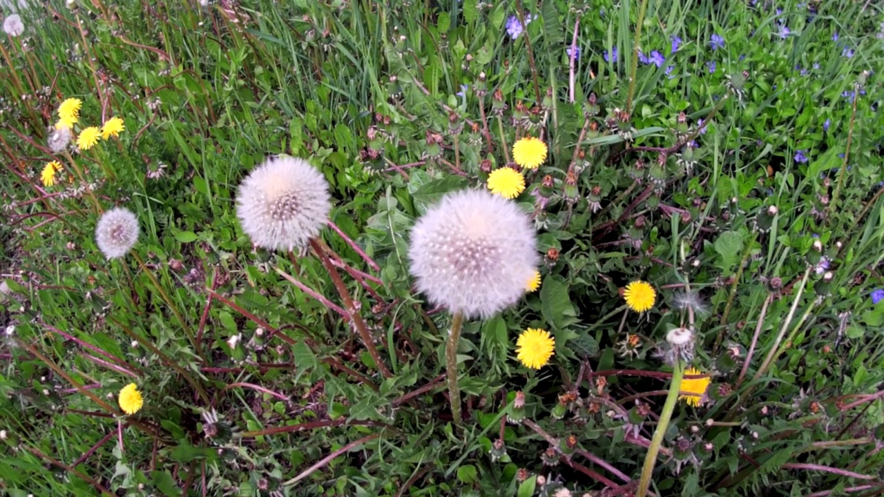 春天花园里的花在风中摇曳视频素材