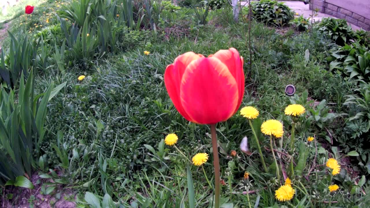 春天花园里的花在风中摇曳视频素材