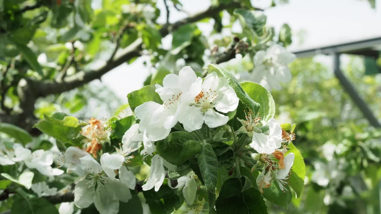 苹果树开花的树枝。苹果树花。视频素材