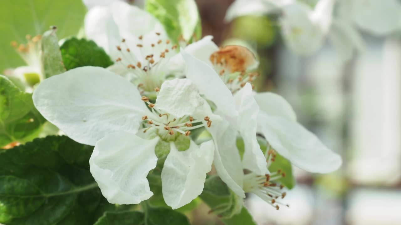 苹果树开花的树枝。苹果树花。视频素材