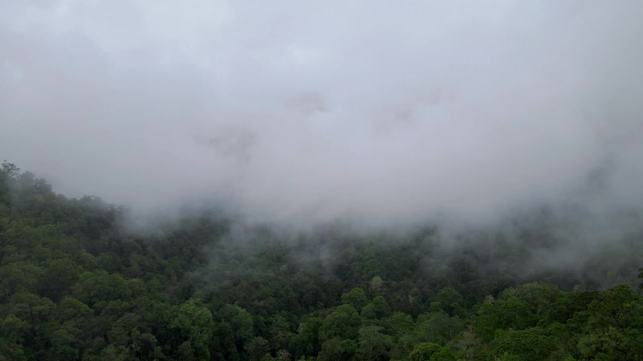 雾气蒙蒙的热带雨林视频素材