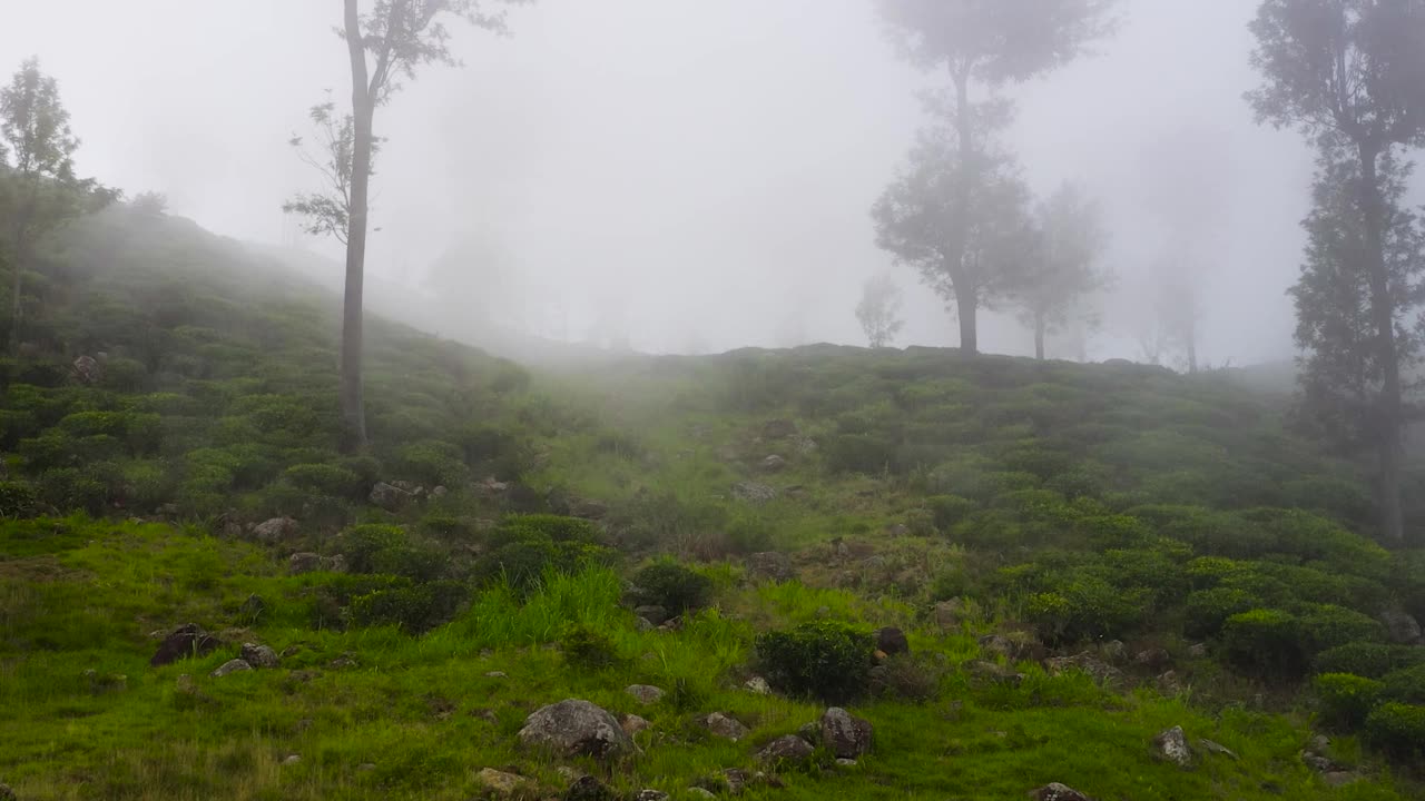 斯里兰卡山区的绿茶种植园。视频素材