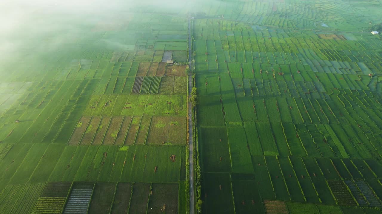 鸟瞰图，早晨在被稻田和雾包围的道路上飞行。美丽而引人注目的视频素材