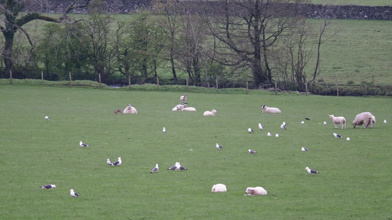 一只野兔，Lepus europaeus，在一群羊和小黑背鸥在奥斯威克，约克郡山谷，英国。视频素材