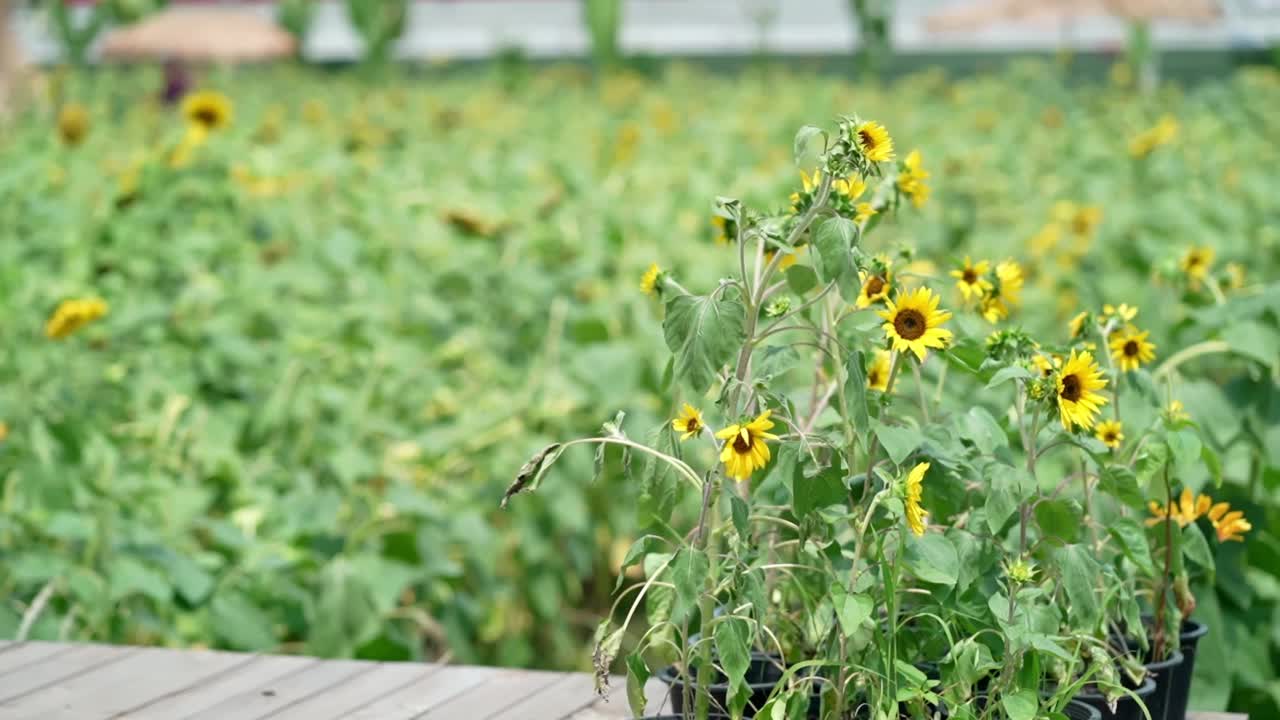 向日葵在蓝天背景。夏天有向日葵的田野。农业产业。阳光明媚的日子里，黄色的大向日葵在田野里。视频素材