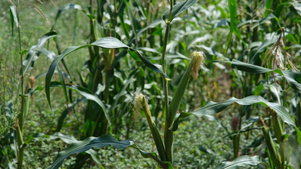 corncop在现场视频素材