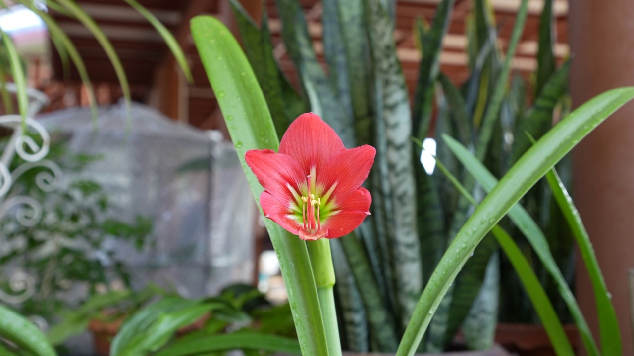 橙色苋菜花是一种美丽的家庭观赏花(Hippeastrum puniceum)，也被称为百合或bunga bakung。视频素材