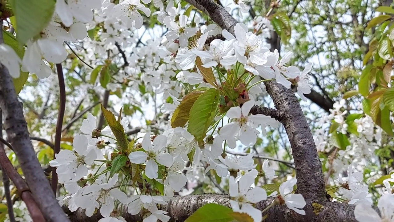 樱桃的花。阳光明媚的一天。多风的天气。春园果树视频素材