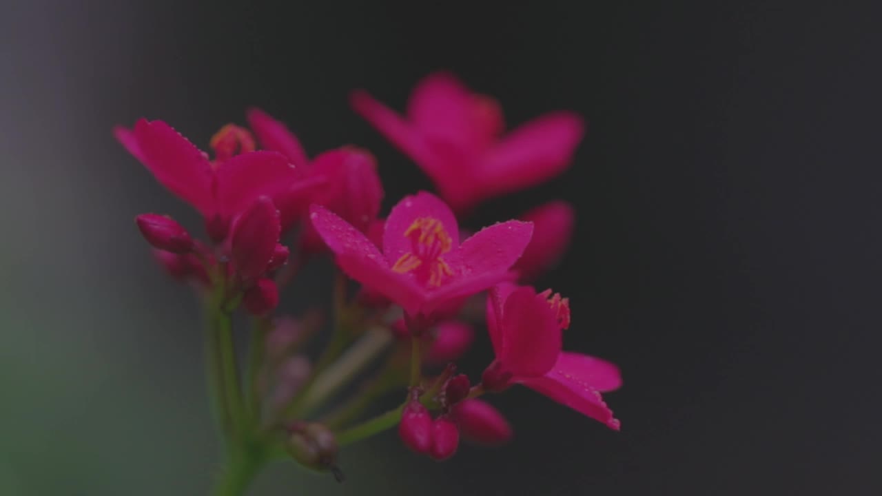 紫色兰花与水滴的特写视频素材