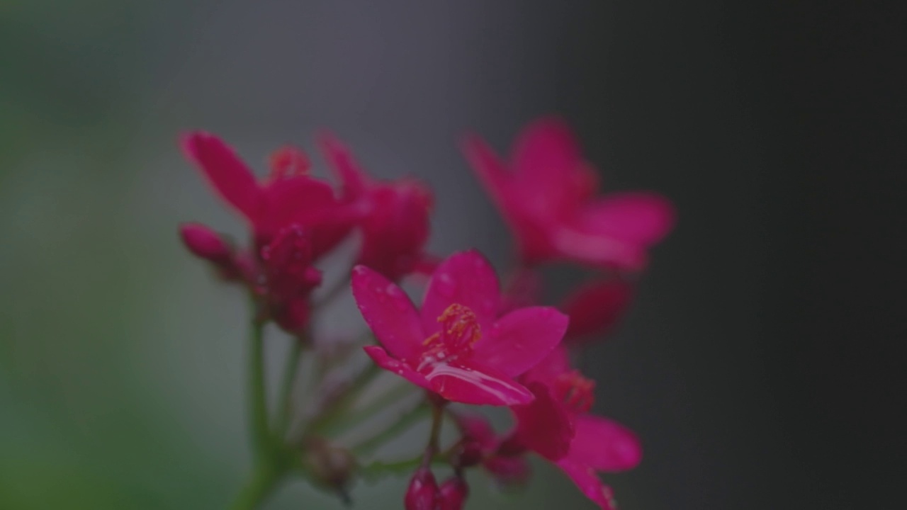 大水滴从美丽的珊瑚彩色非洲菊雏菊花瓣对模糊的海绿色背景。在黑暗的背景上，柔和的花的慢动作镜头。自然采光视频素材