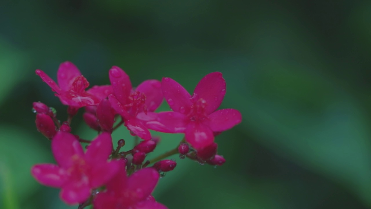 在大雨和阳光下，紫色的苹果树枝头绽放。慢动作镜头。自然采光。浪漫的新鲜花卉背景在清晨小时。视频素材