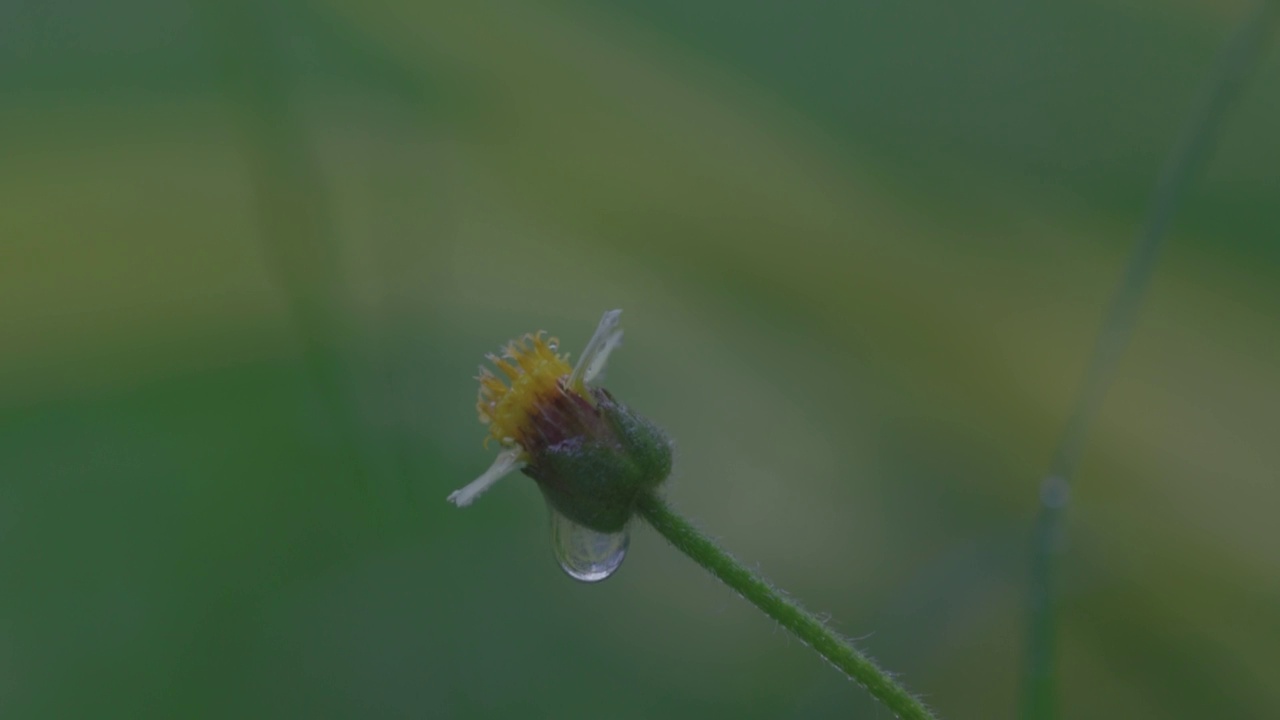 水滴上的种子蒲公英花在浅绿色和蓝色背景特写宏。自然的艺术形象视频素材