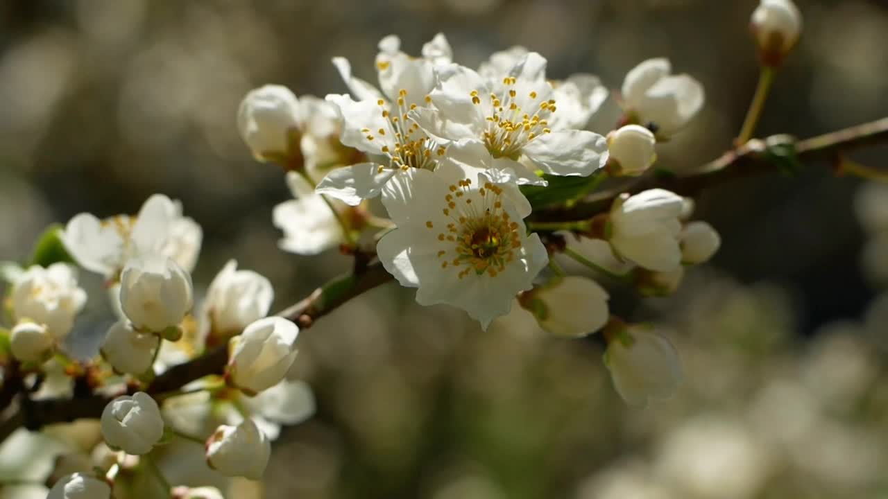 花园里一棵树上开着白花。春天的樱桃树。视频素材