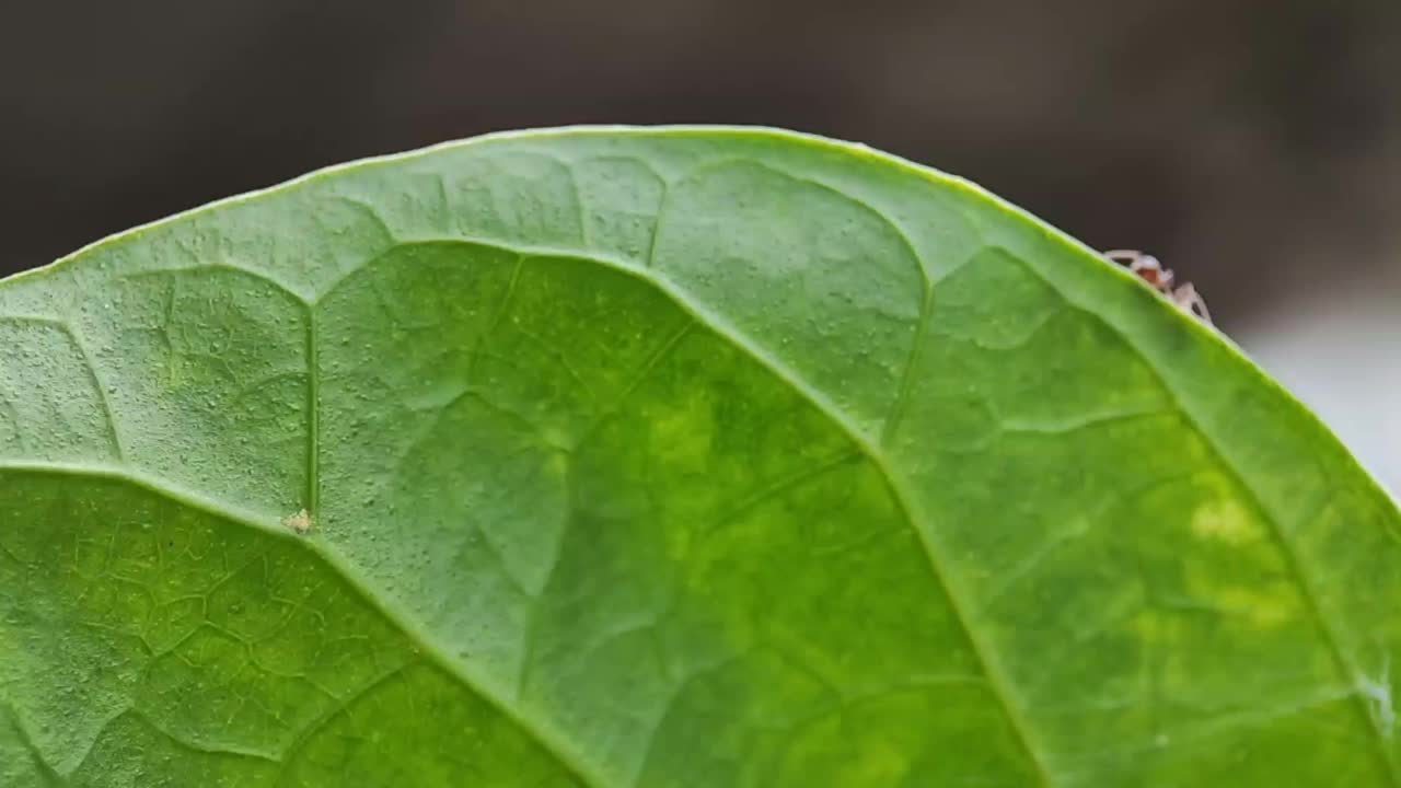 几只蚂蚁在树叶上工作的特写视频素材