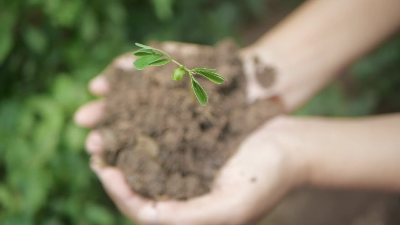 手里拿着一株植物视频素材