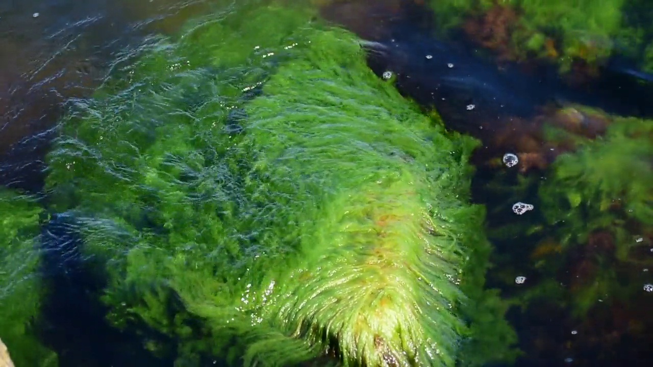 海草显示了瑞典波罗的海的富营养化视频下载