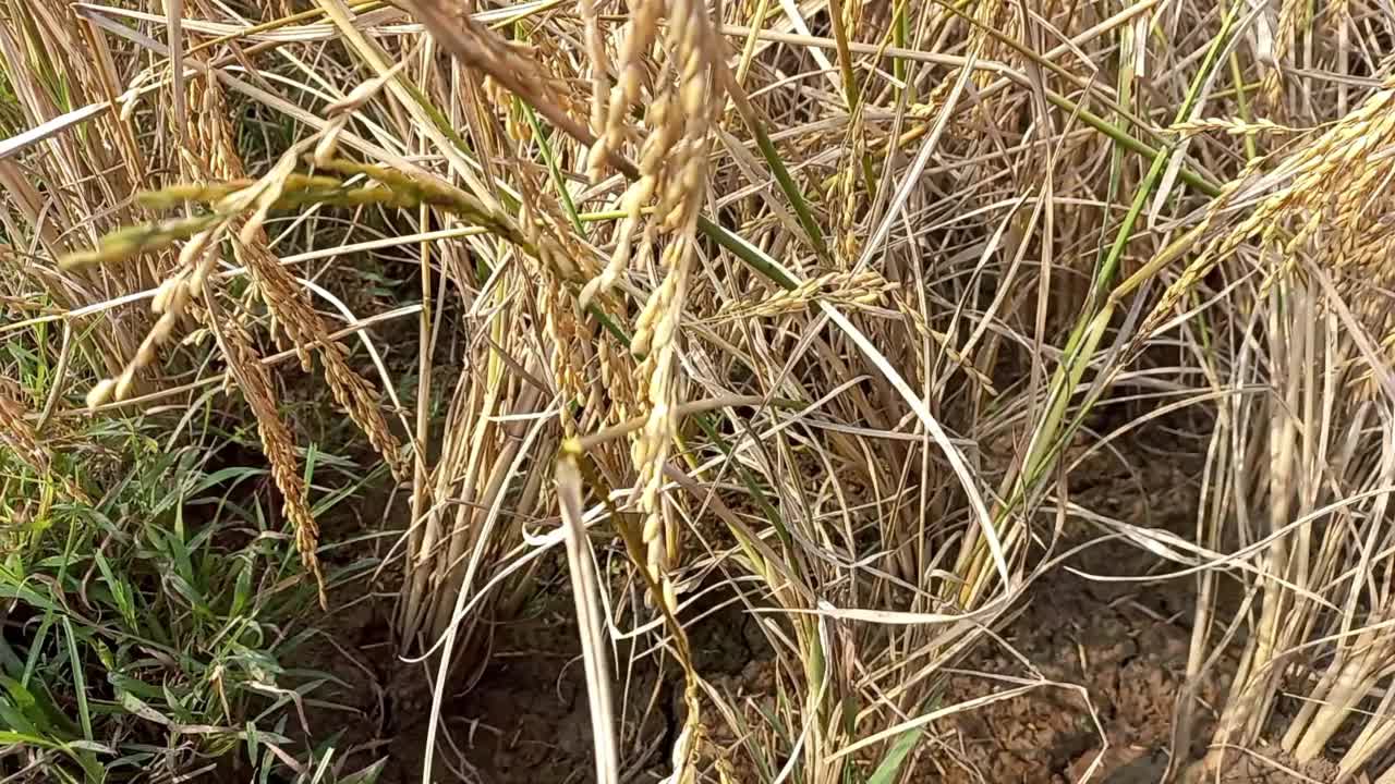 成熟的稻田，准备收获。视频素材