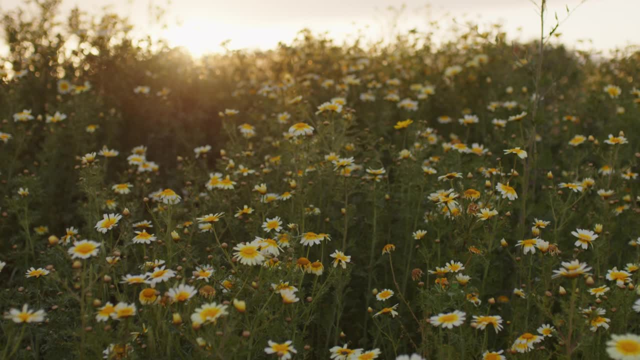 夕阳下的田野雏菊。漂亮的花。视频素材