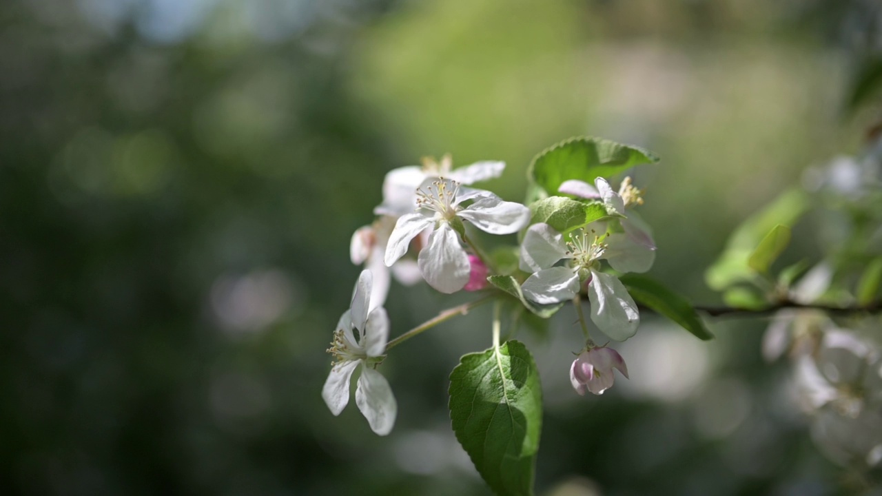 苹果园开花视频素材