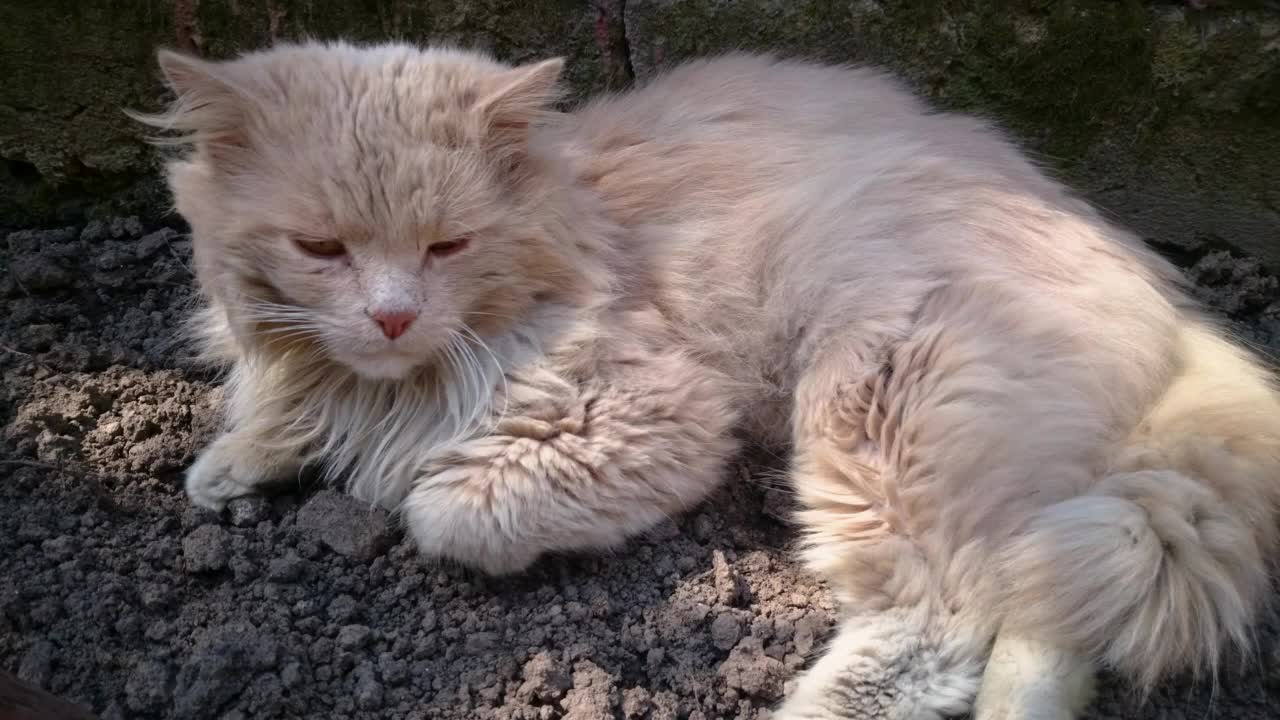 可爱的咖啡色猫，一只躺在地上的猫的特写。流浪猫在街上视频素材