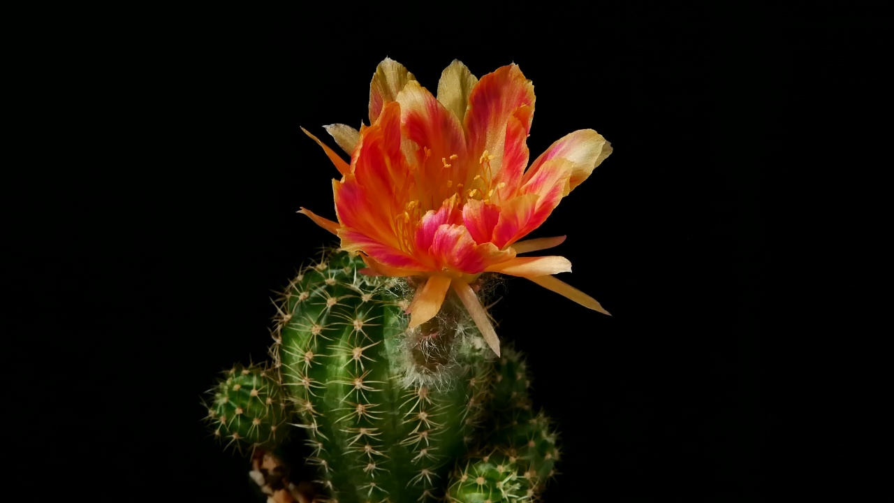 大叶仙人掌开花，背面的花盆里有小仙人掌视频素材