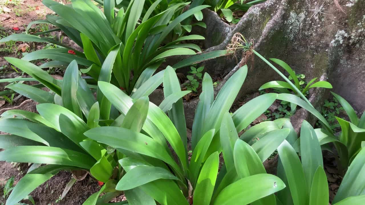 花园里的红姜视频素材