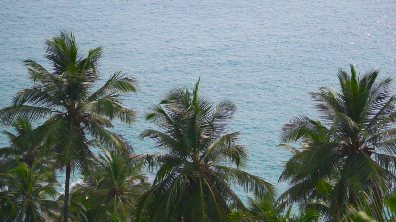 在印度果阿的蓝色大海前的棕榈树。在热带岛屿的蓝色海洋前的棕榈树。带有复制空间的热带岛屿背景。棕榈树在海风的作用下向前移动。视频素材