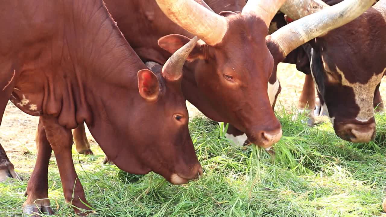 瓦图斯牛群(Ankole-Watusi)在畜牧场吃草视频下载