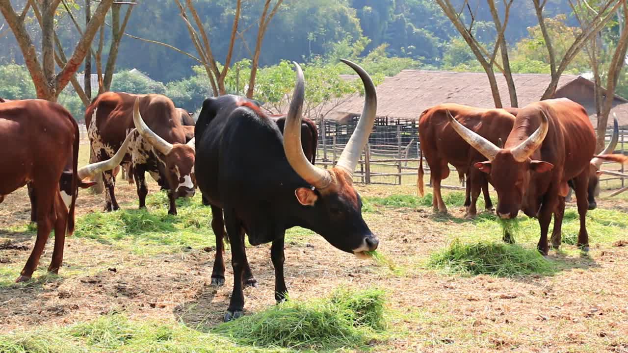 瓦图斯牛群(Ankole-Watusi)在畜牧场吃草视频素材